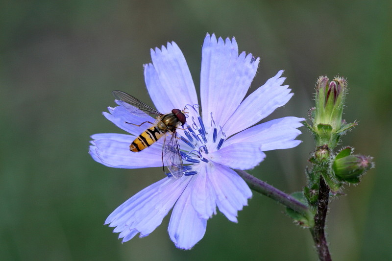 Winterschwebefliege auf einer Kornblume