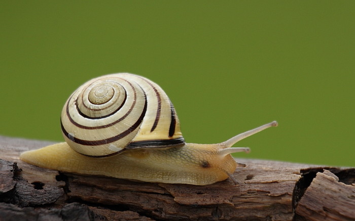 Hainbänderschnecke