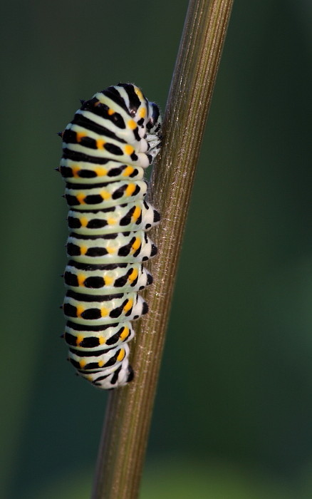 Raupe des Schwalbenschwanzes