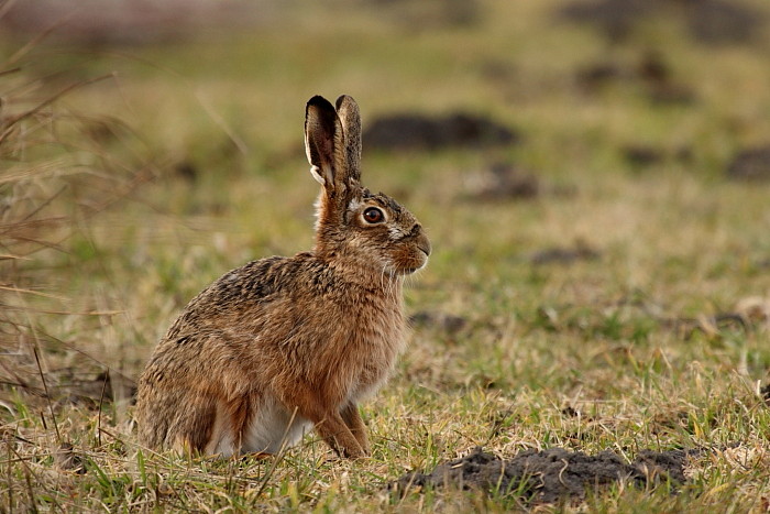 Feldhase
