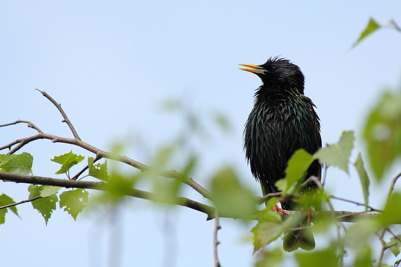 Star auf einer Birke