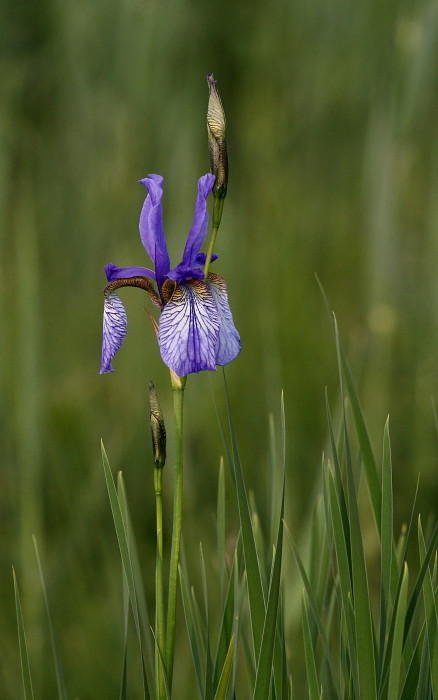 Sibirische Schwertlilie