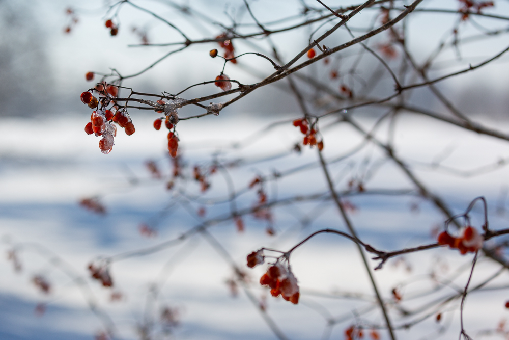 Winter - Impressionen Februar 2019