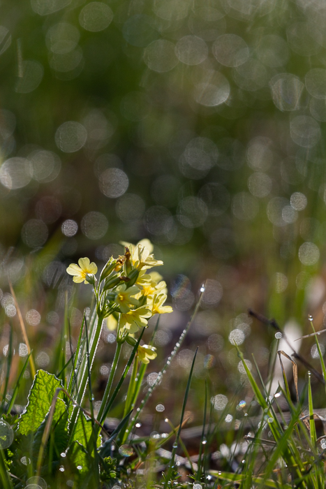 Frühlings - Impressionen