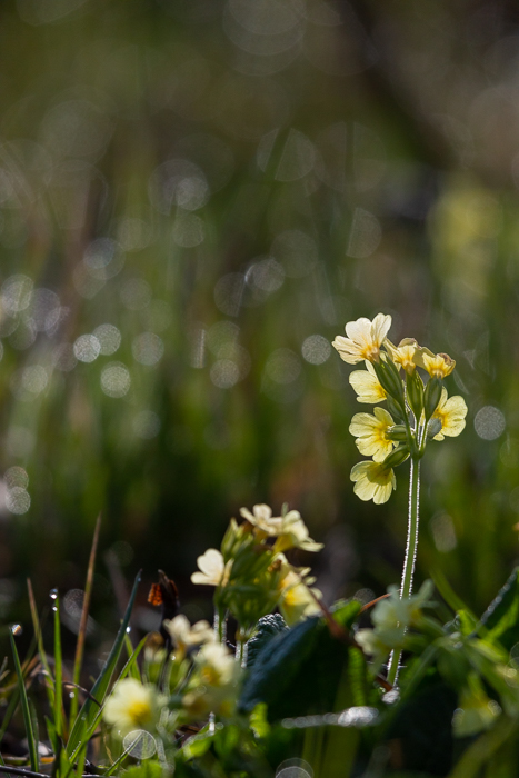 Frühlings - Impressionen