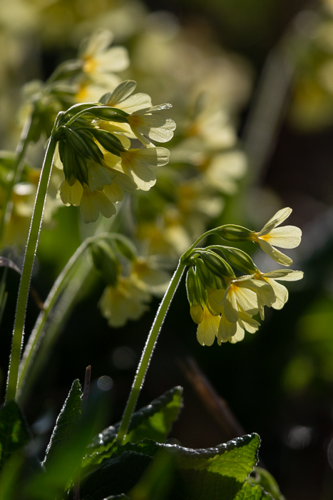 Frühlings - Impressionen