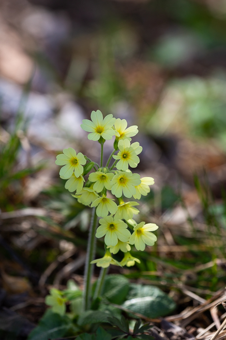 Frühlings - Impressionen