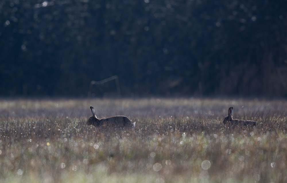 Frühlings - Impressionen