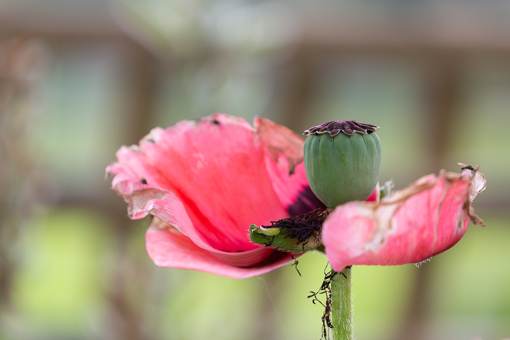 Mohn 2