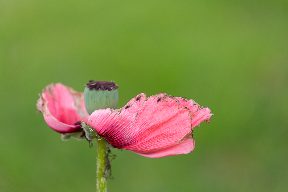 Mohn 3