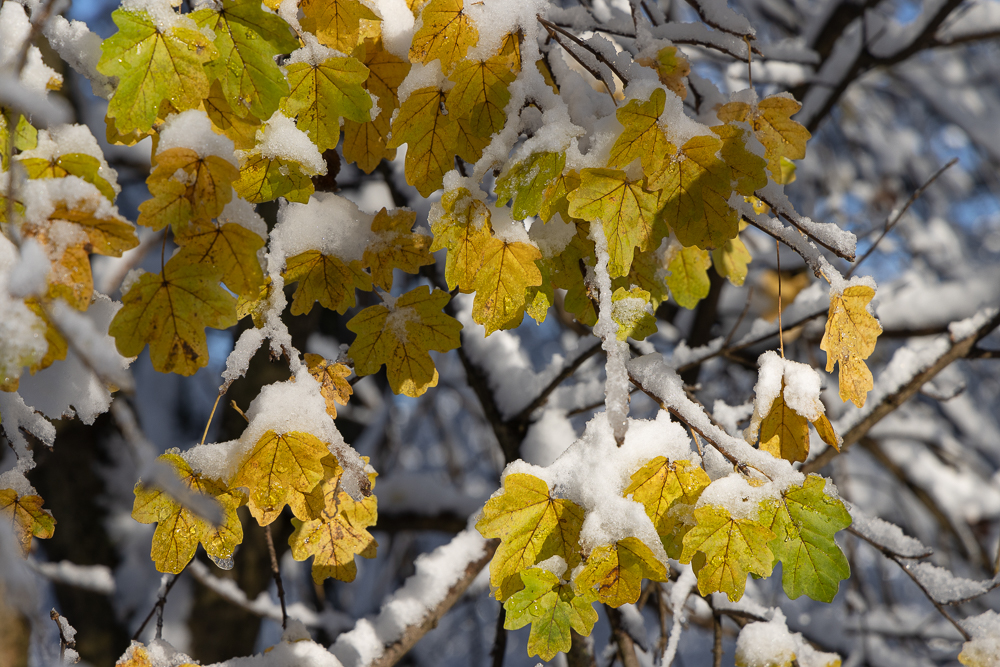 Winter mit der R5 11