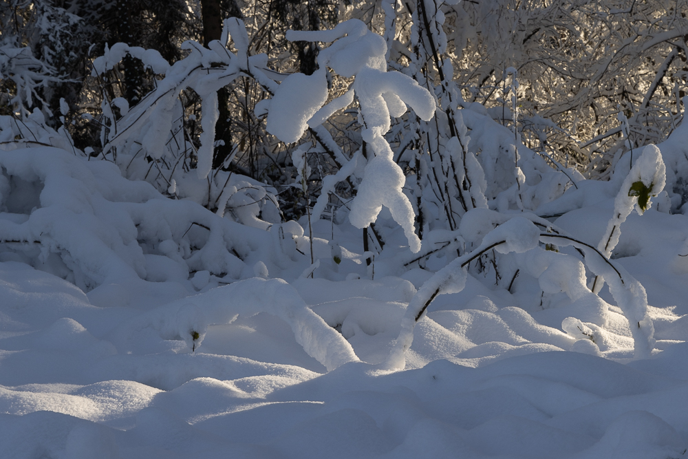 Winter mit der R5 12