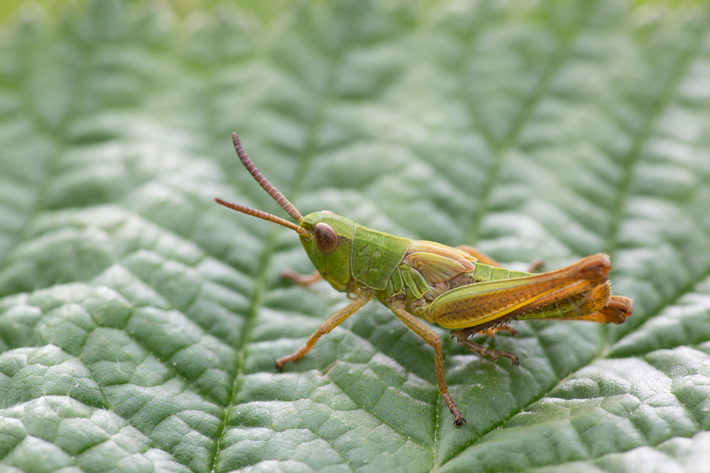 Heuschrecke