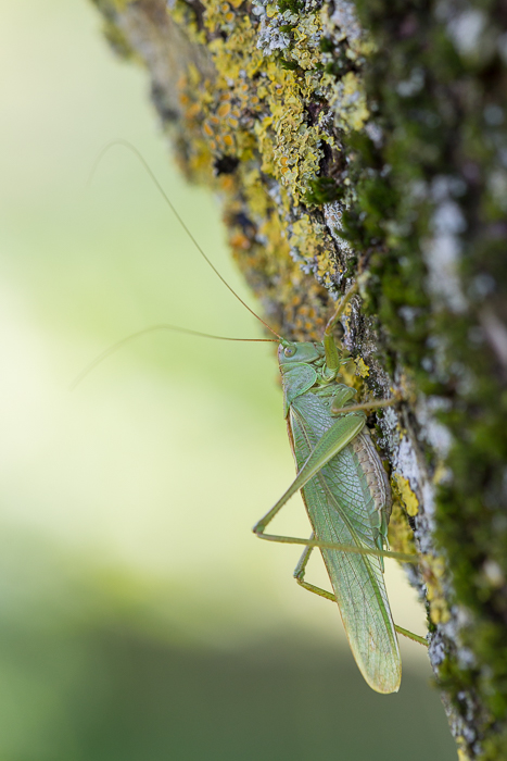 Gemeine Sichelschrecke männlich