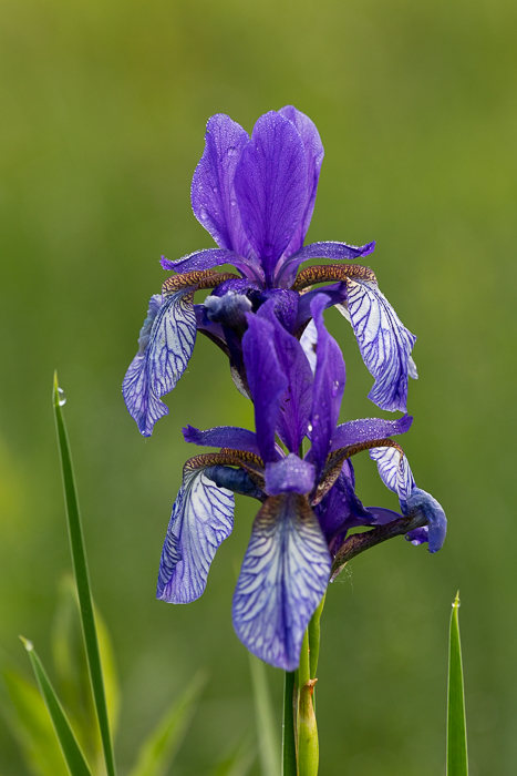 Sibirische Schwertlilie