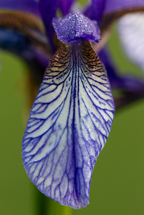 Sibirische Schwertlilie