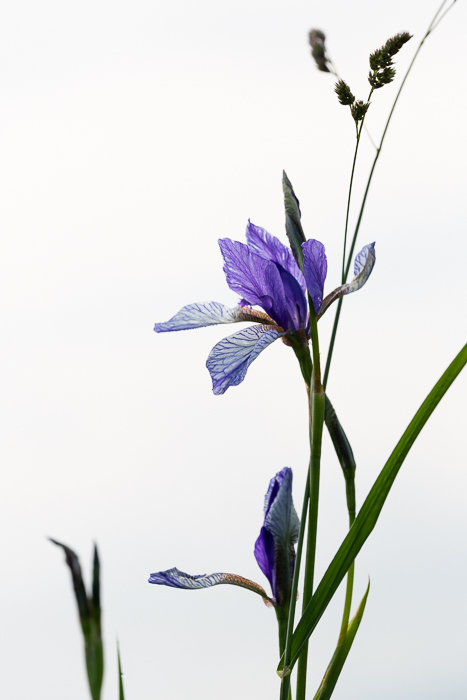 Sibirische Schwertlilie