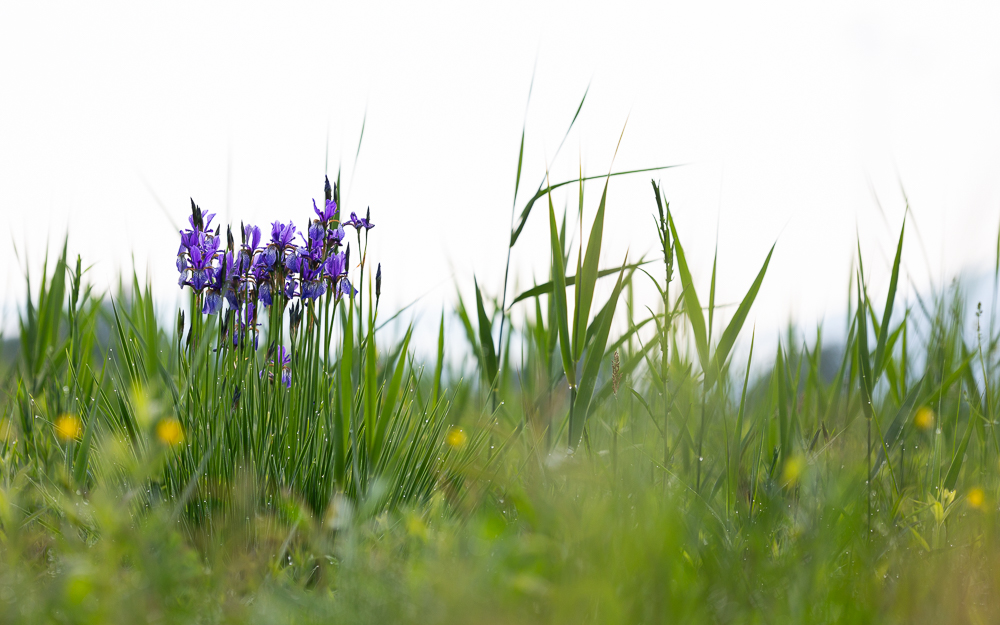Sibirische Schwertlilie