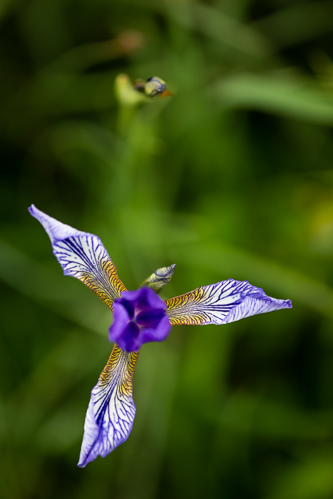 Sibirische Schwertlilie