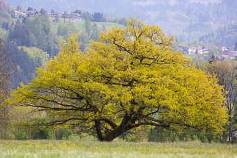 Vorfreude auf den Frühling