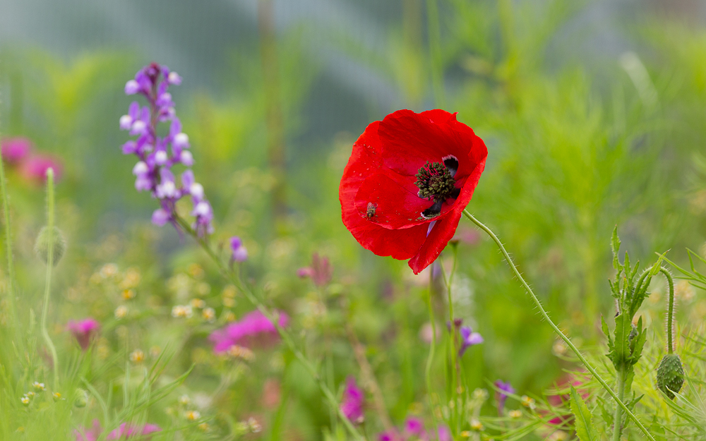 Blumenwiese vom Johann 1