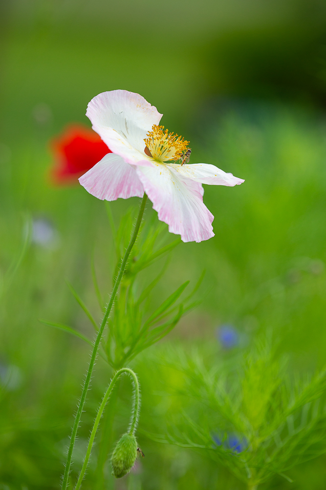 Blumenwiese vom Johann 2