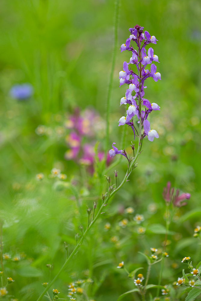 Blumenwiese vom Johann 3