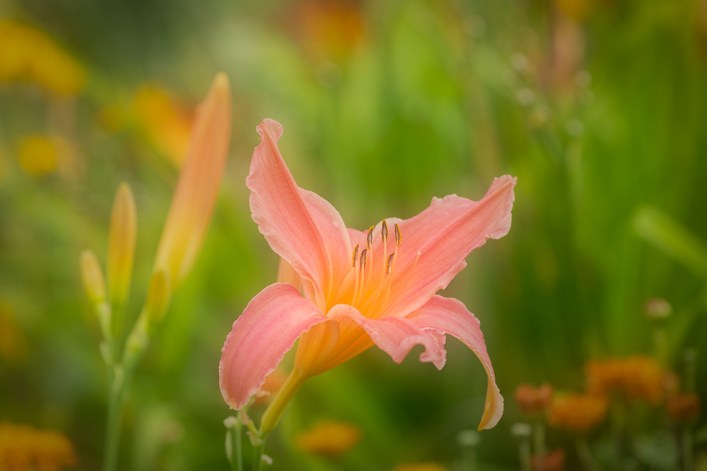 Lilien in der Farbe Lachs 1