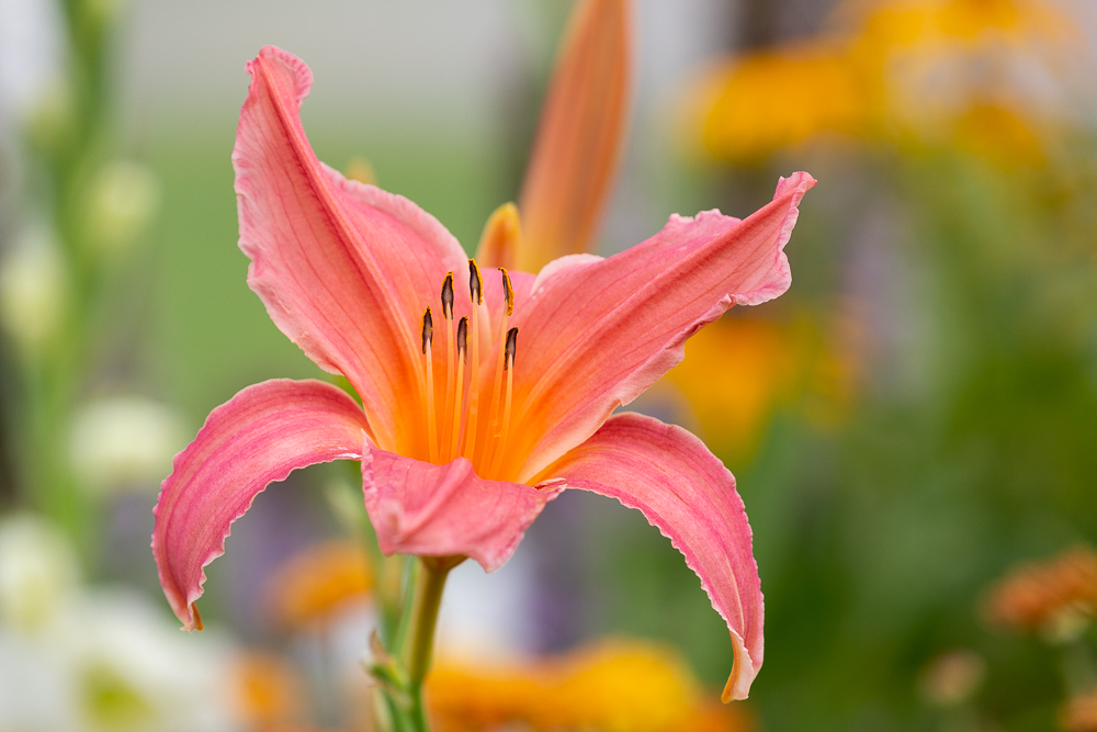 Lilien in der Farbe Lachs 2