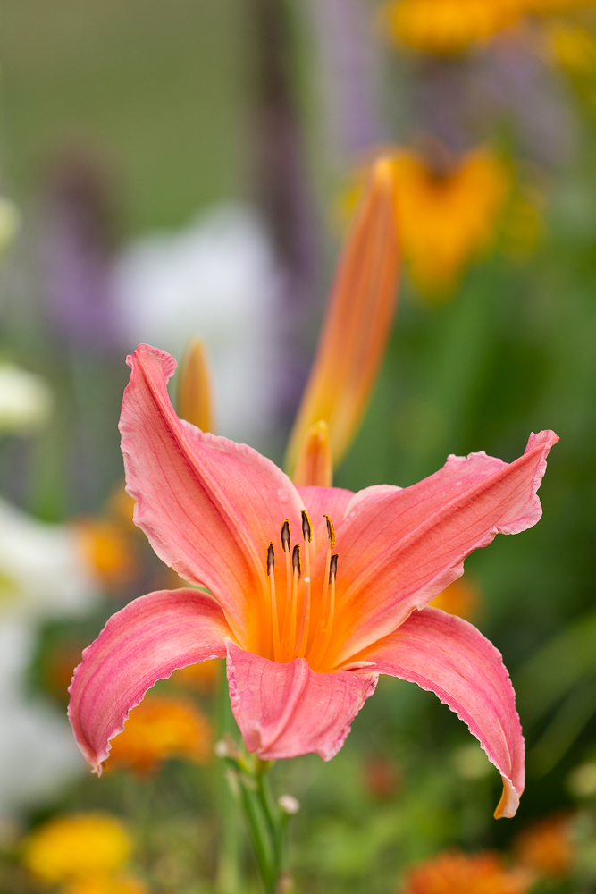 Lilien in der Farbe Lachs 4