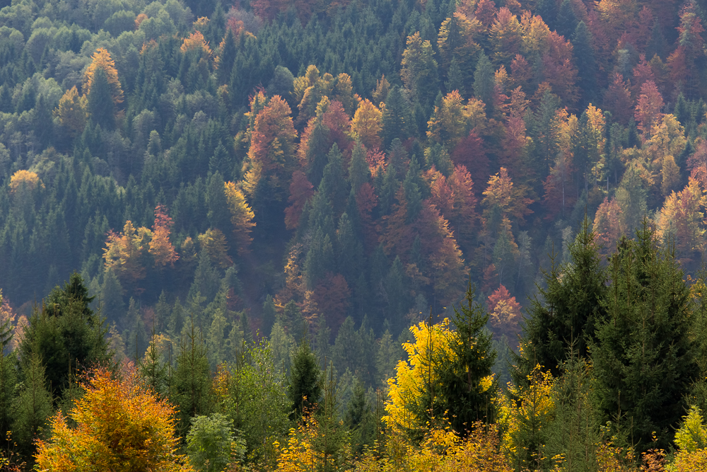Herbst im Bregenzerwald 6