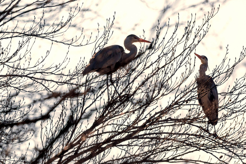 Graureiher im Gegenlicht