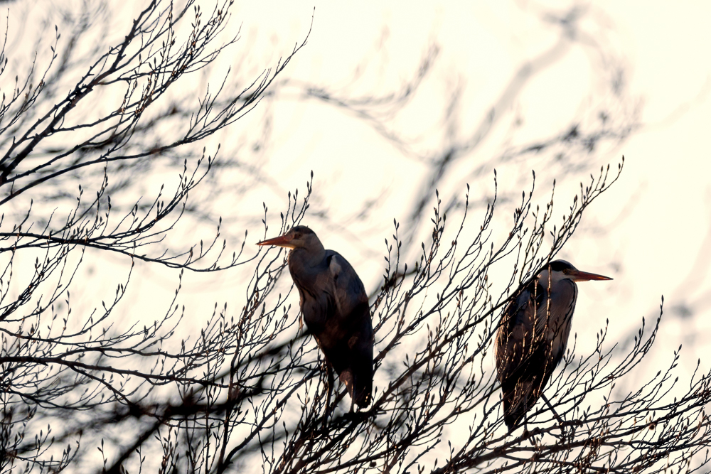 Graureiher im Gegenlicht