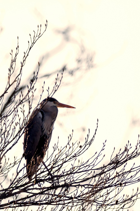 Graureiher im Gegenlicht