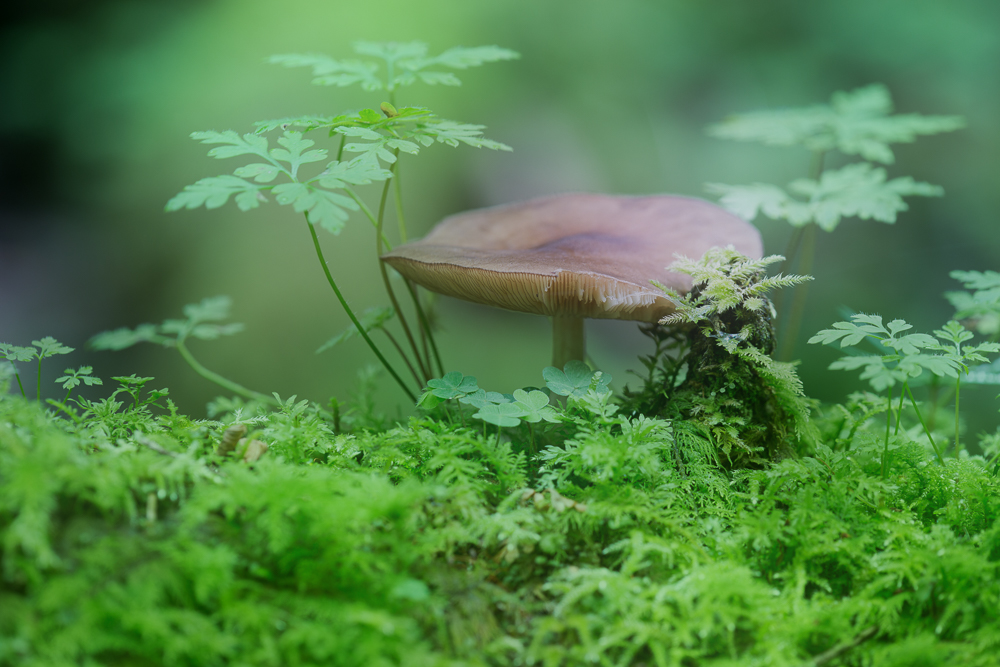 Pilz im Wald 1