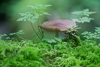 Pilz im Wald 1