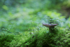 Pilz im Wald 2