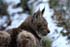Luchs