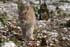 Luchs