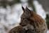 Luchs