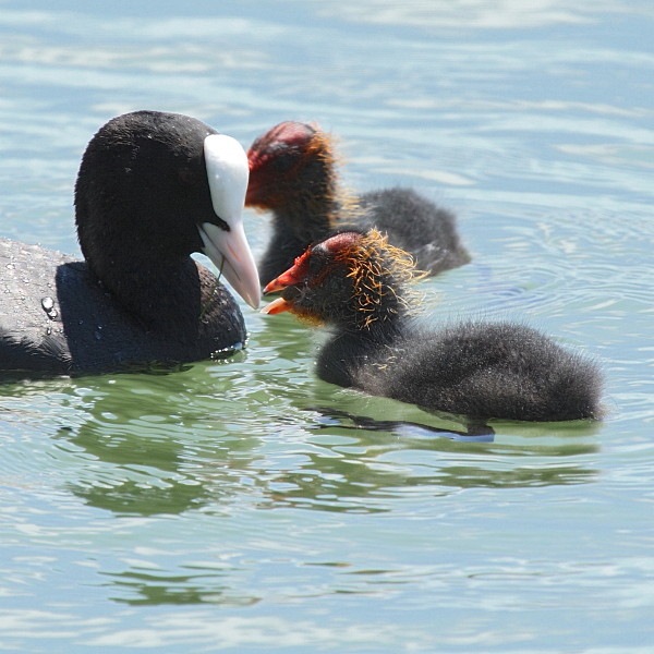 Blesshuhn mit Nachwuchs