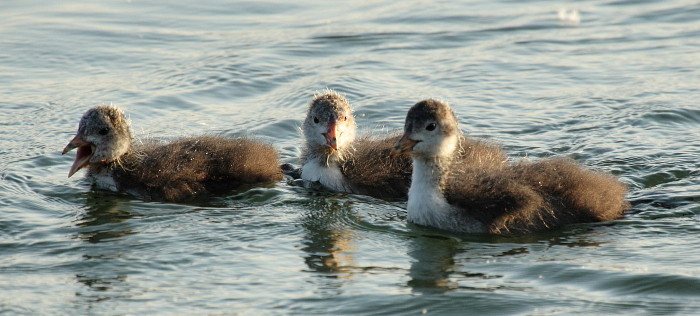 junge halbstarke Blesshühner
