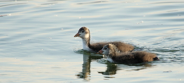 junge halbstarke Blesshühner
