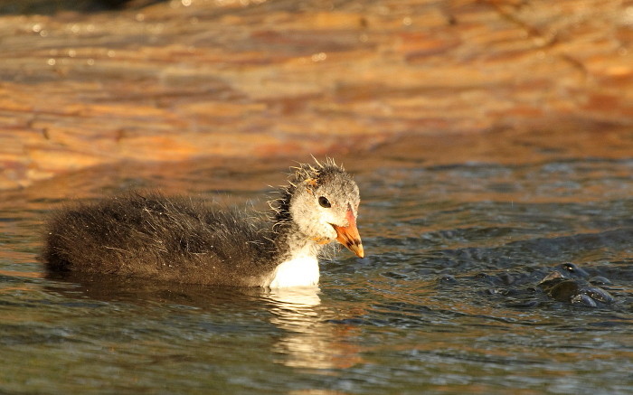 junges halbstarkes Blesshuhn
