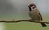 Feldsperling