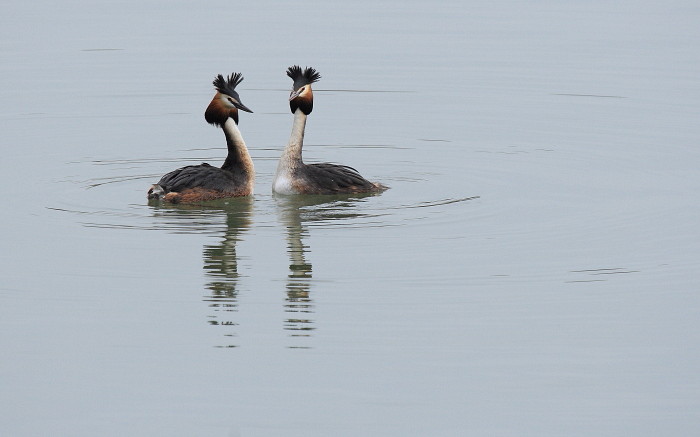 Haubentaucher bei der Balz
