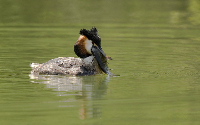 Haubentaucher mit kapitalen Fang