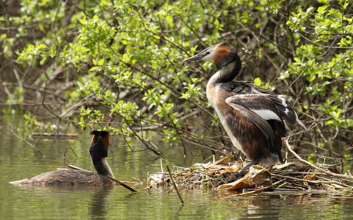 Haubentaucherpärchen mit Nest