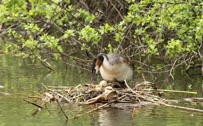 Haubentaucher im Nest mit Eiern