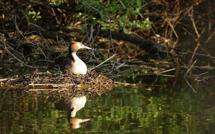 Haubentaucher im Nest